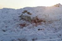 Двум жителям Хакасии грозит до пяти лет за незаконную охоту на косулю