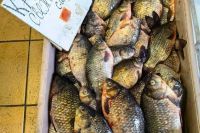На базе в столице Хакасии изъяли 30 кг рыбы сомнительного качества