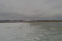 Сотни лебедей прилетели на озера Хакасии