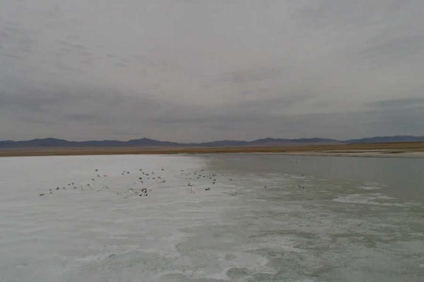 Сотни лебедей прилетели на озера Хакасии