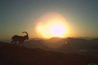 Шикарное фото сибирского козла сделал фоторегистратор в Хакасии