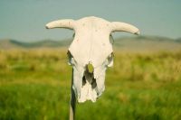 Прокуратура потребовала убрать свалку из коровьих голов в Усть-Абаканском районе Хакасии