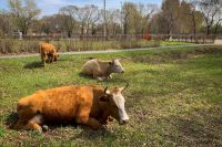 Жителя Хакасии осудили за кражу коров и теленка