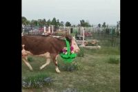 &quot;Смешно и грешно&quot;: корова в Хакасии гуляла с ритуальным венком на шее
