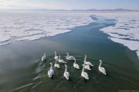 Лебеди, огари и лысухи прилетели на озера Хакасии. Видео