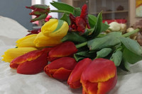 Почти 200 тонн цветов завезли в Сибирь к 8 Марта