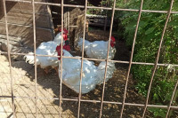 Забивать животных и птицу на продажу в Хакасии можно только в специально отведенных местах