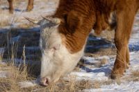 32 очага заразного дерматита: в Хакасии массово вакцинируют домашний скот