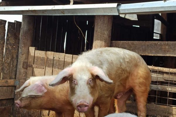 Смертельную болезнь у домашних свиней снова выявили рядом с Хакасией