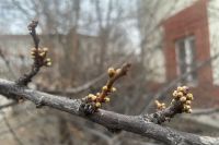 Суровый апрель: до -8 похолодает в Хакасии и на юге Красноярского края