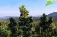 В Хакасии начались работы по содействию естественному лесовосстановлению