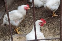 Вывоз отдельных видов мяса птицы из России предложено запретить