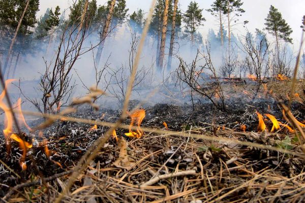 Первый лесной пожар в 2024 году потушили в Хакасии