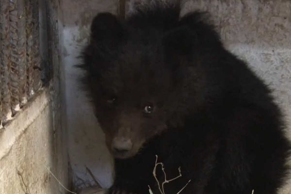 Истощенного и испуганного медвежонка из села Хакасии доставили в зоопарк