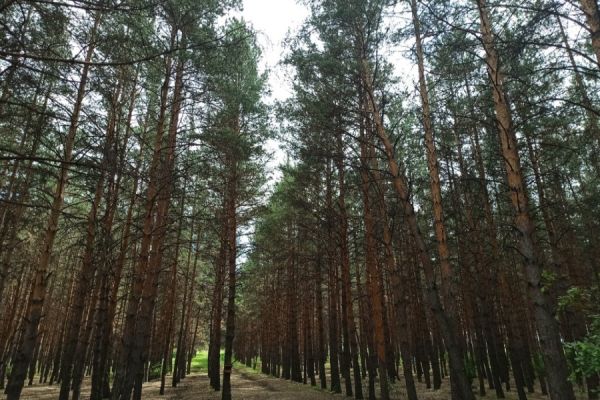 Для чего жители Хакасии покупают лесные насаждения и сколько?