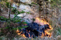 Первый в 2023 году: низовой лесной пожар потушили в Хакасии