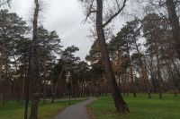 Вековые сосны погибают в парке Минусинска. Видео