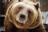 Новые просторные вольеры строят для медведей в зоопарке Абакана