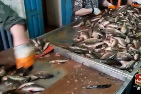 Нарушения в работе цеха по переработке рыбы выявили в Хакасии