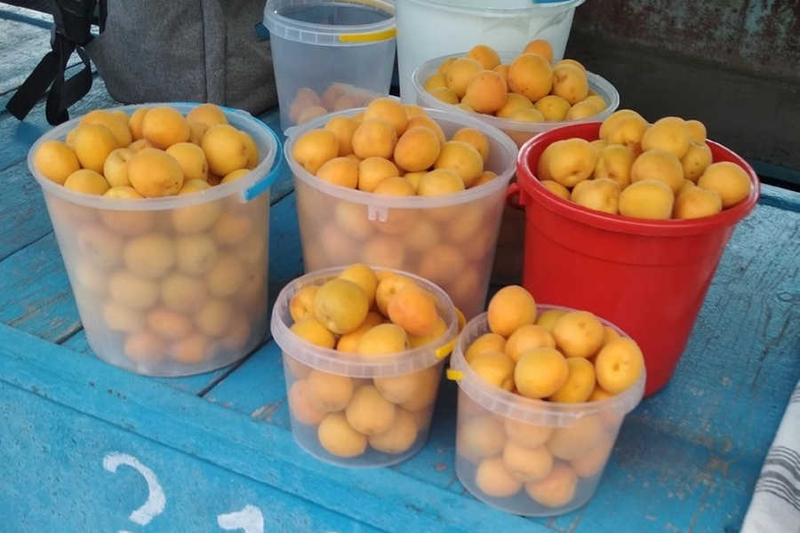 Дачные абрикосы