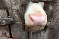 Очаг узелкового дерматита у скота выявлен в еще одном селе Хакасии