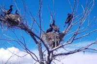 Бакланы вывели птенцов у заповедных озер Хакасии. Видео