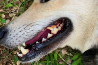 Больная бешенством собака напала на ребенка в Минусинске