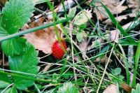 Собирать ягоду в лесах Хакасии можно будет только с 20 августа