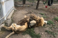 Строительство берлог в Абакане контролирует лев