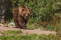 Медведей в этом году много: подробности ЧП, случившегося в тайге Хакасии