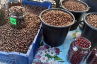 Жителям Хакасии запретили заготавливать кедровые орехи раньше 1 сентября