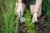 Прорыв в органическом земледелии. Агроном из Хакасии - о современных удобрениях