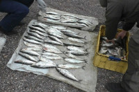 До двух лет тюрьмы грозит жителю Хакасии за вылов сетью 90 рыб