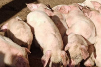 Из-за вспышки чумы в Минусинске уничтожат всё поголовье свиней