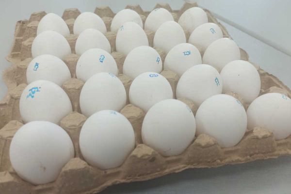 В связи с ростом цен на яйца, планируют ли в Хакасии возрождать птицефабрики?