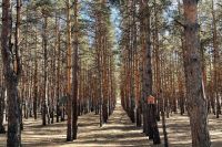 В Хакасии десять предпринимателей получили право на заготовку древесины
