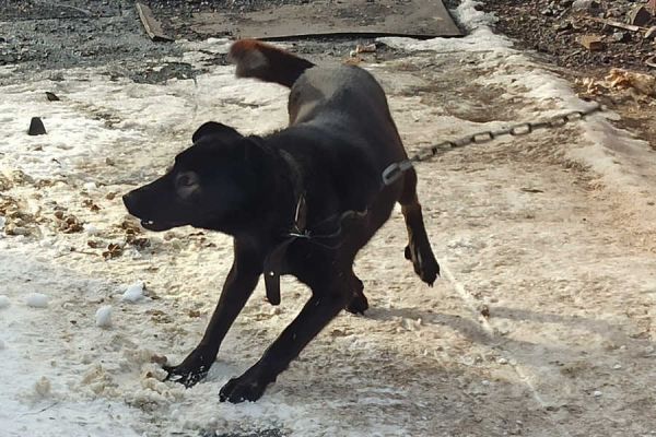 Прокуратура проверяет информацию о нападении собаки на ребенка в Абакане