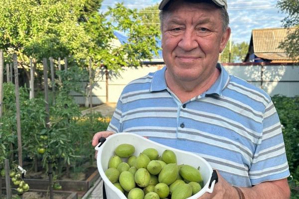 Чиновник из Хакасии показал урожай маньчжурского ореха