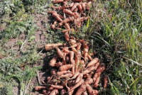 Тонны моркови и свеклы убирают в колониях Хакасии
