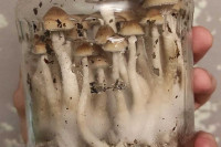 До 20 лет тюрьмы грозит продавцу псилоцибиновых грибов и мефедрона из Хакасии