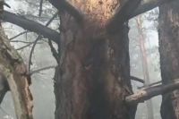 Молния попала в дерево: рядом с Хакасией тушат Кривинский бор