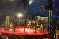 Клоун, фокусник и жонглер не смогли заменить животных: в Хакасии возбудили дело в отношении владельца цирка