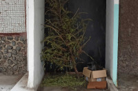 Не дотянули до весны: кто-то выкинул новогоднюю елку перед Масленицей