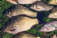 В Хакасии осудили рыбаков, незаконно выловивших рыбу в заповедном озере Иткуль