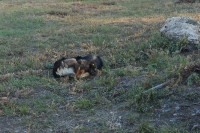 В Абакане медленно ловят бездомных собак