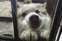 Собачий приют проверили в столице Хакасии