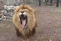 У льва из зоопарка Хакасии хорошее настроение