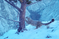 Долгожданное событие: самка снежного барса с тремя игривыми котятами попала на кадры в Саяно-Шушенском заповеднике