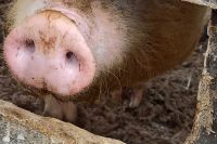 Дело фермера, которого подозревают в распространении чумы свиней на юге Сибири, передано в суд