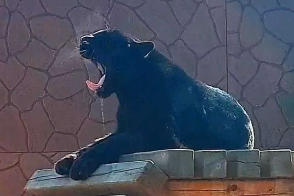 Черный Блейд из зоопарка Хакасии показал свою красоту